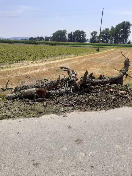 2021 07 24 Baum auf Straße (14)